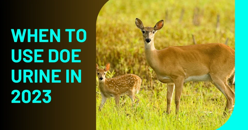 When to use doe urine